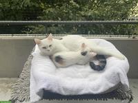 BKH Mix Kitten abzugeben