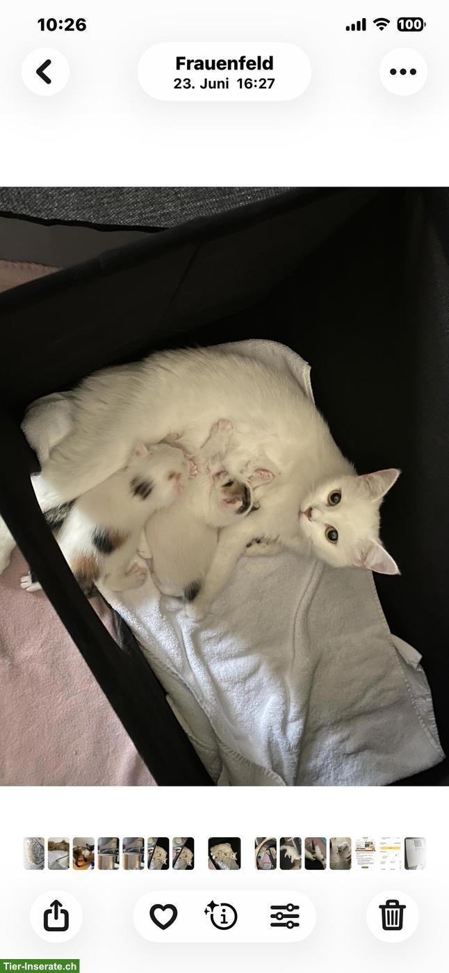 Bild 4: BKH Mix Kitten abzugeben