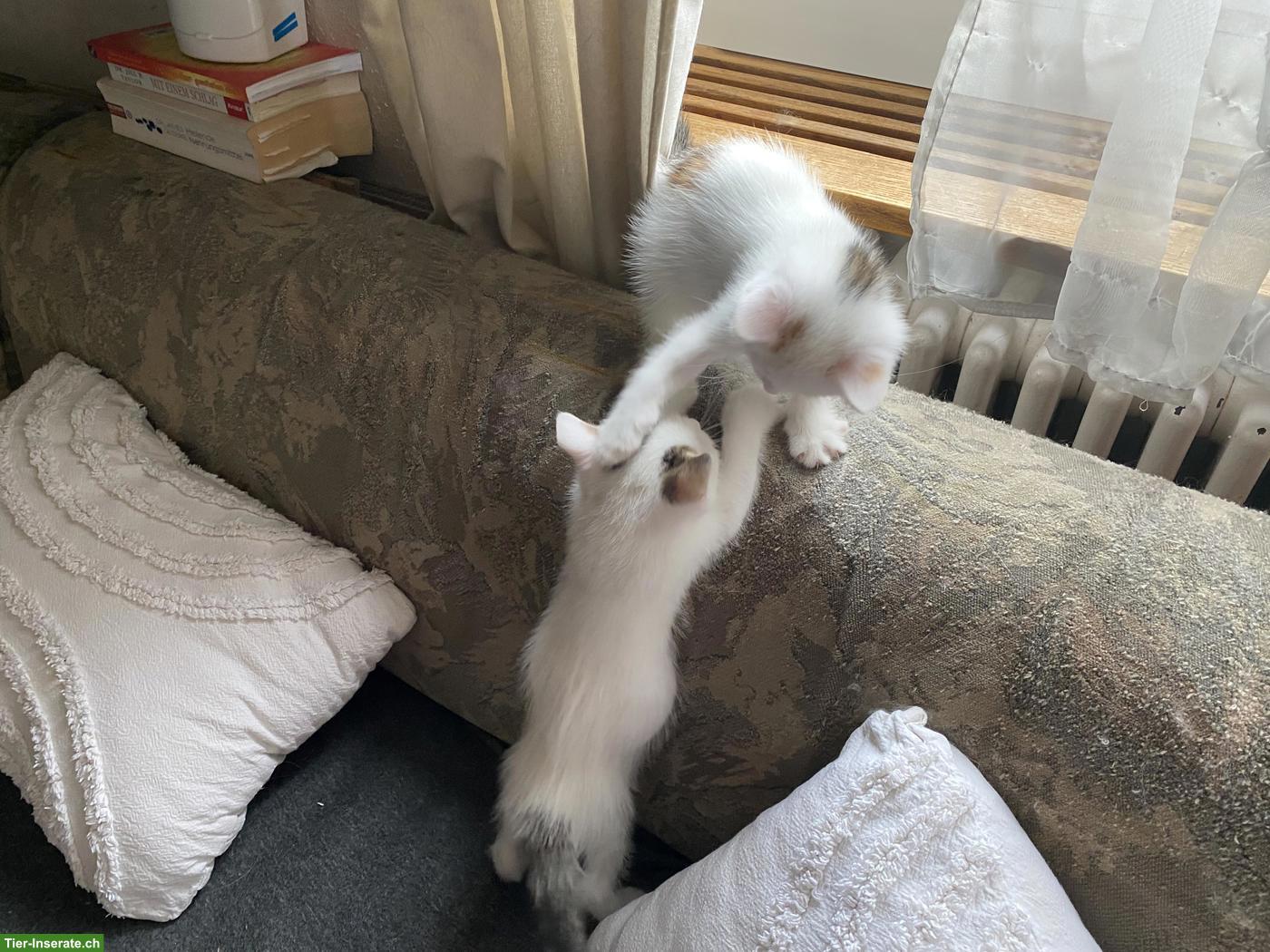 Bild 5: BKH Mix Kitten abzugeben
