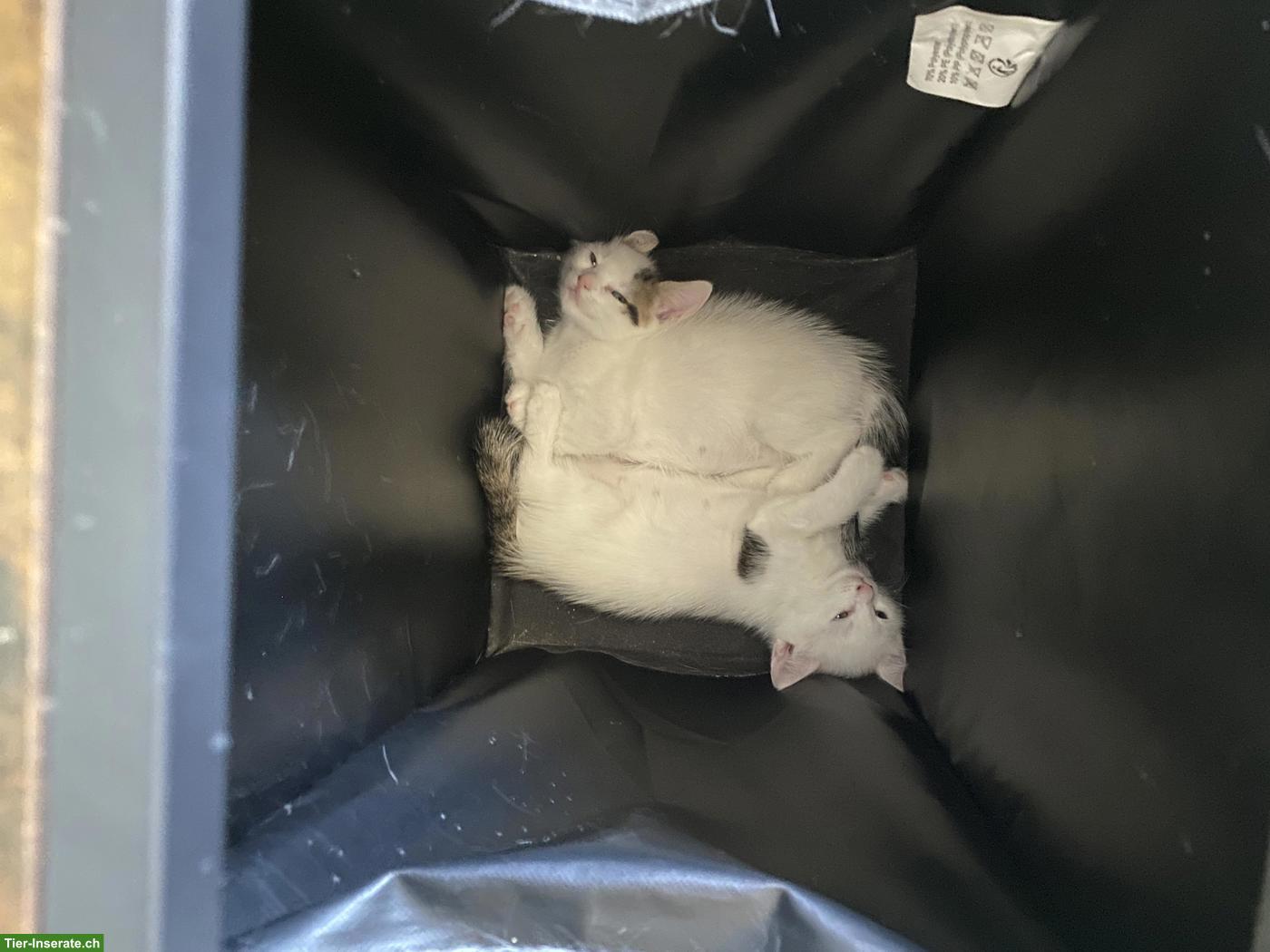 Bild 6: BKH Mix Kitten abzugeben