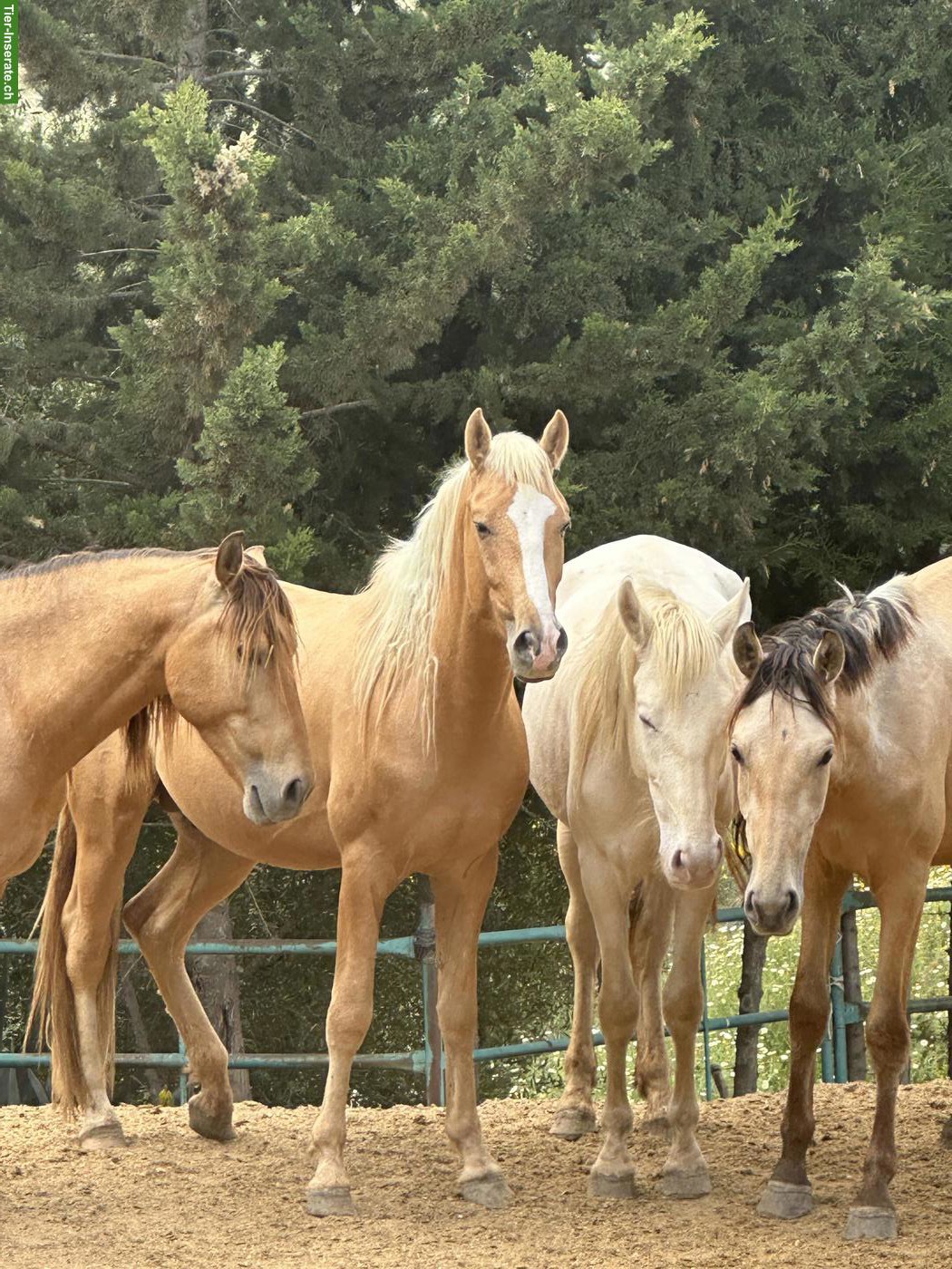 PRE Wallach, Palomino, Traumpferd