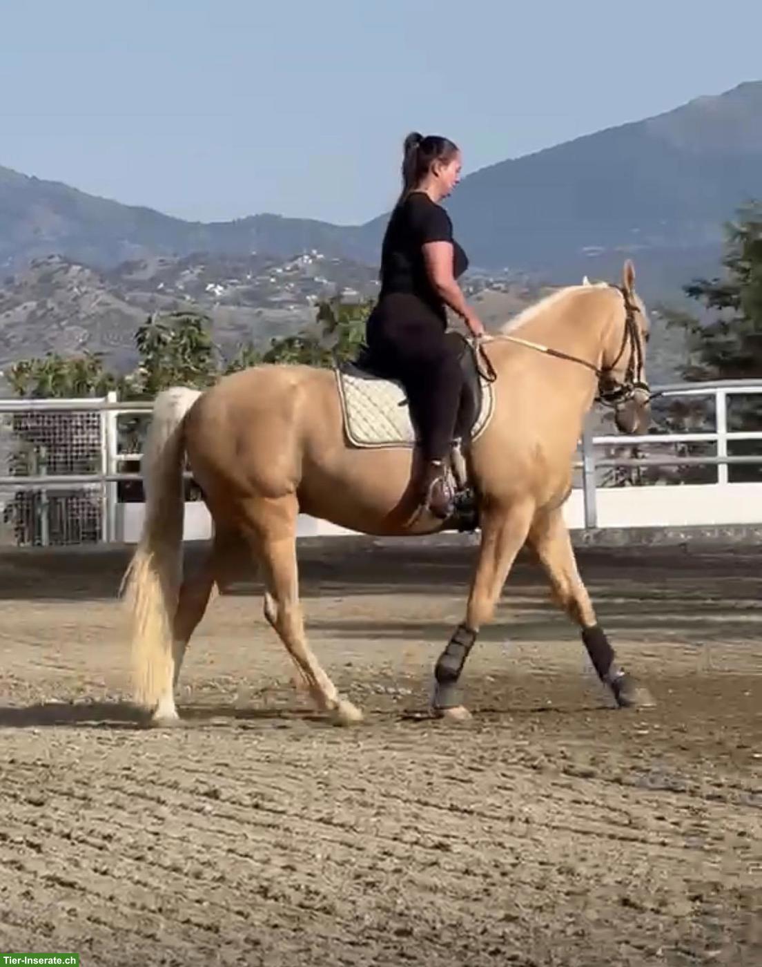 Bild 2: PRE Wallach, Palomino, Traumpferd