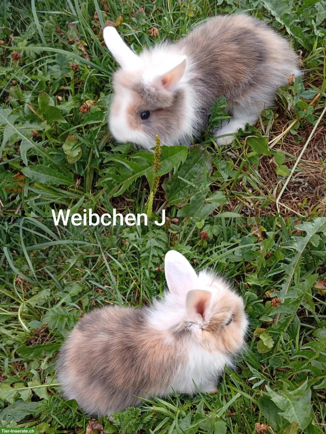 Junge Löwenkopf Zwergkaninchen aus Hobbyzucht
