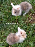 Junge Löwenkopf Zwergkaninchen aus Hobbyzucht