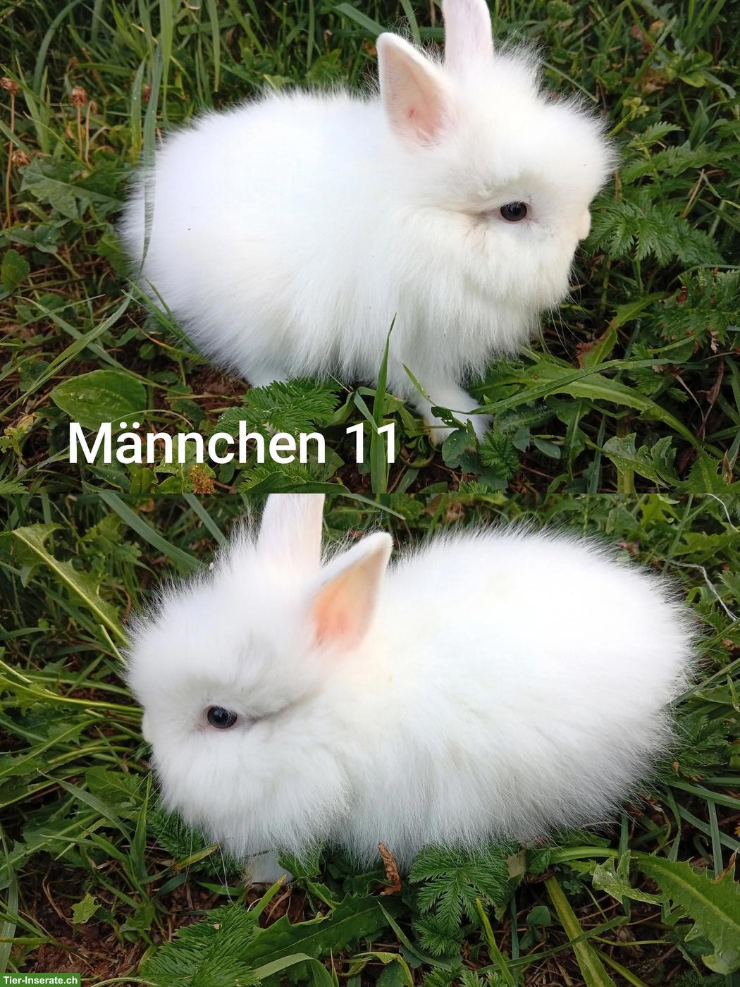 Bild 2: Junge Löwenkopf Zwergkaninchen aus Hobbyzucht
