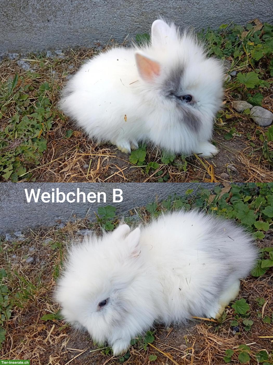 Bild 3: Junge Löwenkopf Zwergkaninchen aus Hobbyzucht