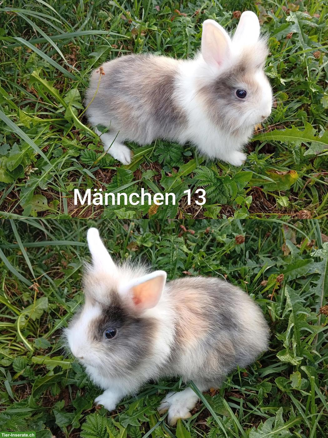 Bild 4: Junge Löwenkopf Zwergkaninchen aus Hobbyzucht
