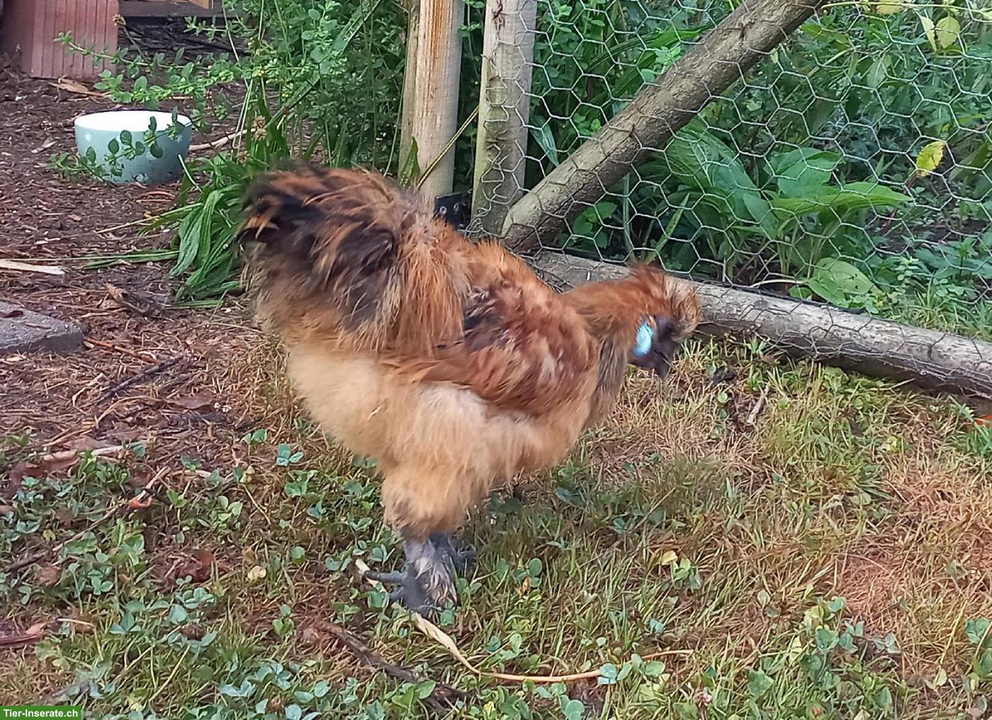 Bild 2: Junger, hübscher Zwergseidenhuhn-Hahn zu verschenken