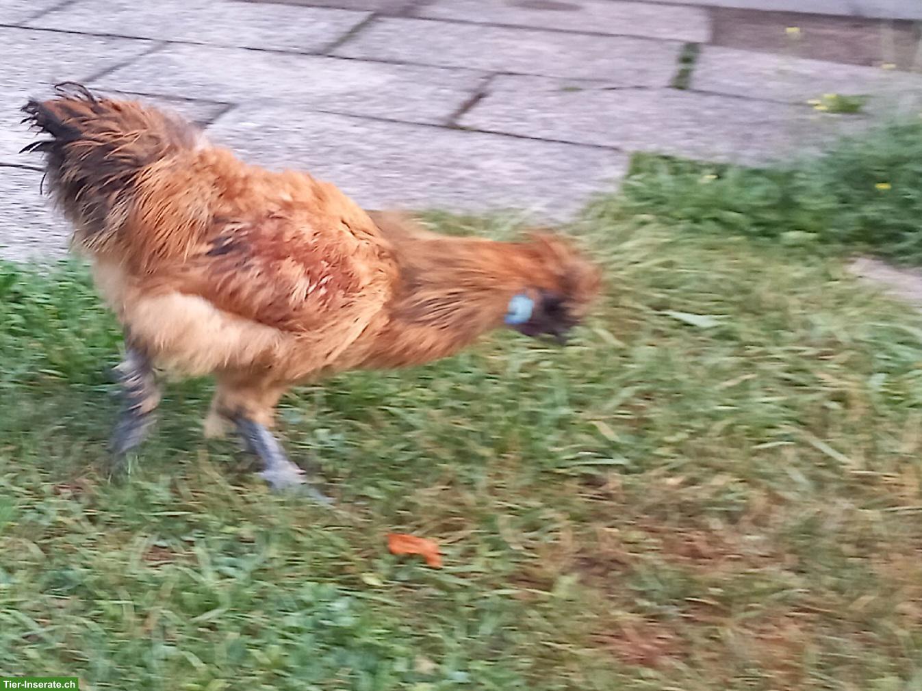 Bild 3: Junger, hübscher Zwergseidenhuhn-Hahn zu verschenken