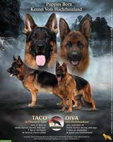 Deutsche Schäferhund Welpen mit FCI/VDH/SV-Ahnentafel