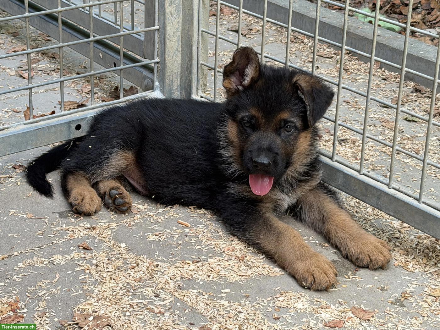 Bild 2: Deutsche Schäferhund Welpen mit FCI/VDH/SV-Ahnentafel