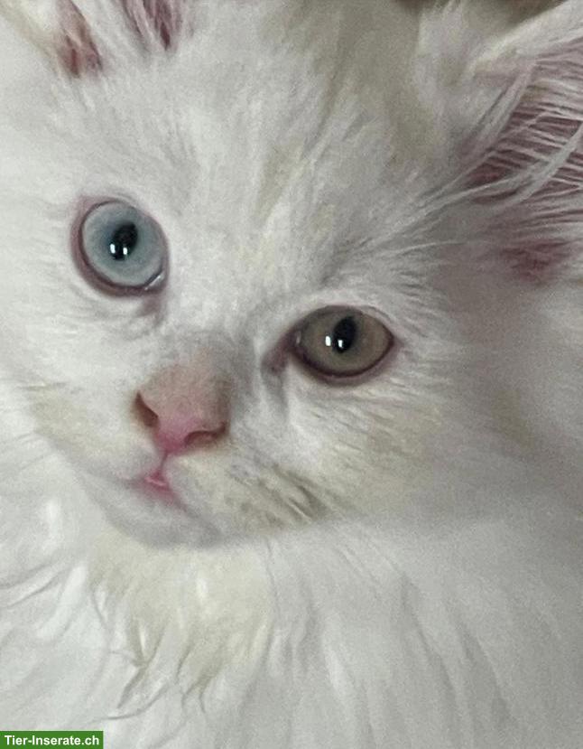 Deckkater Perser weiss mit Nase 2 verschiedene Augenfarben