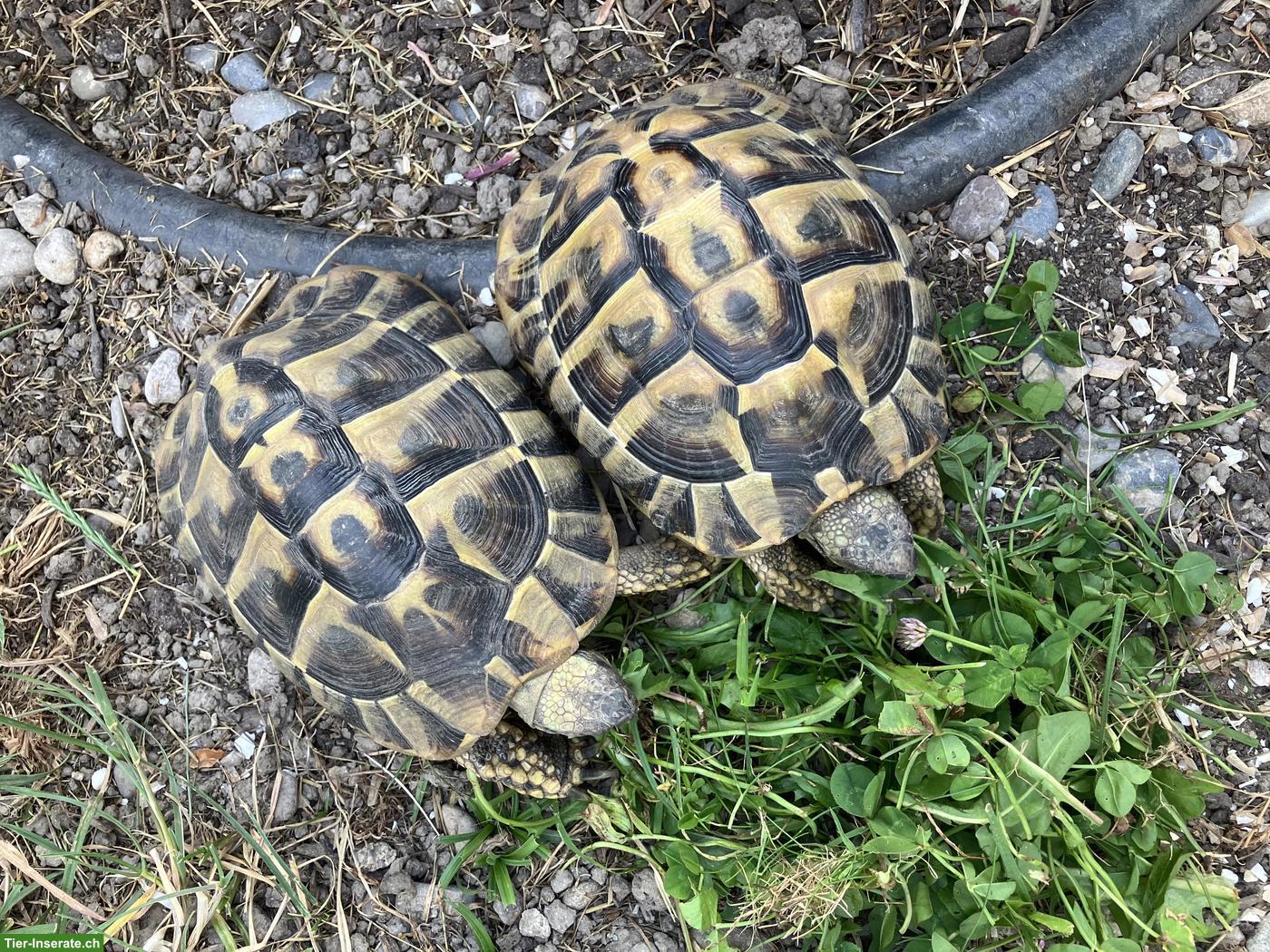 Griechische Landschildkröte THB, männlich