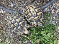 Griechische Landschildkröte THB, männlich