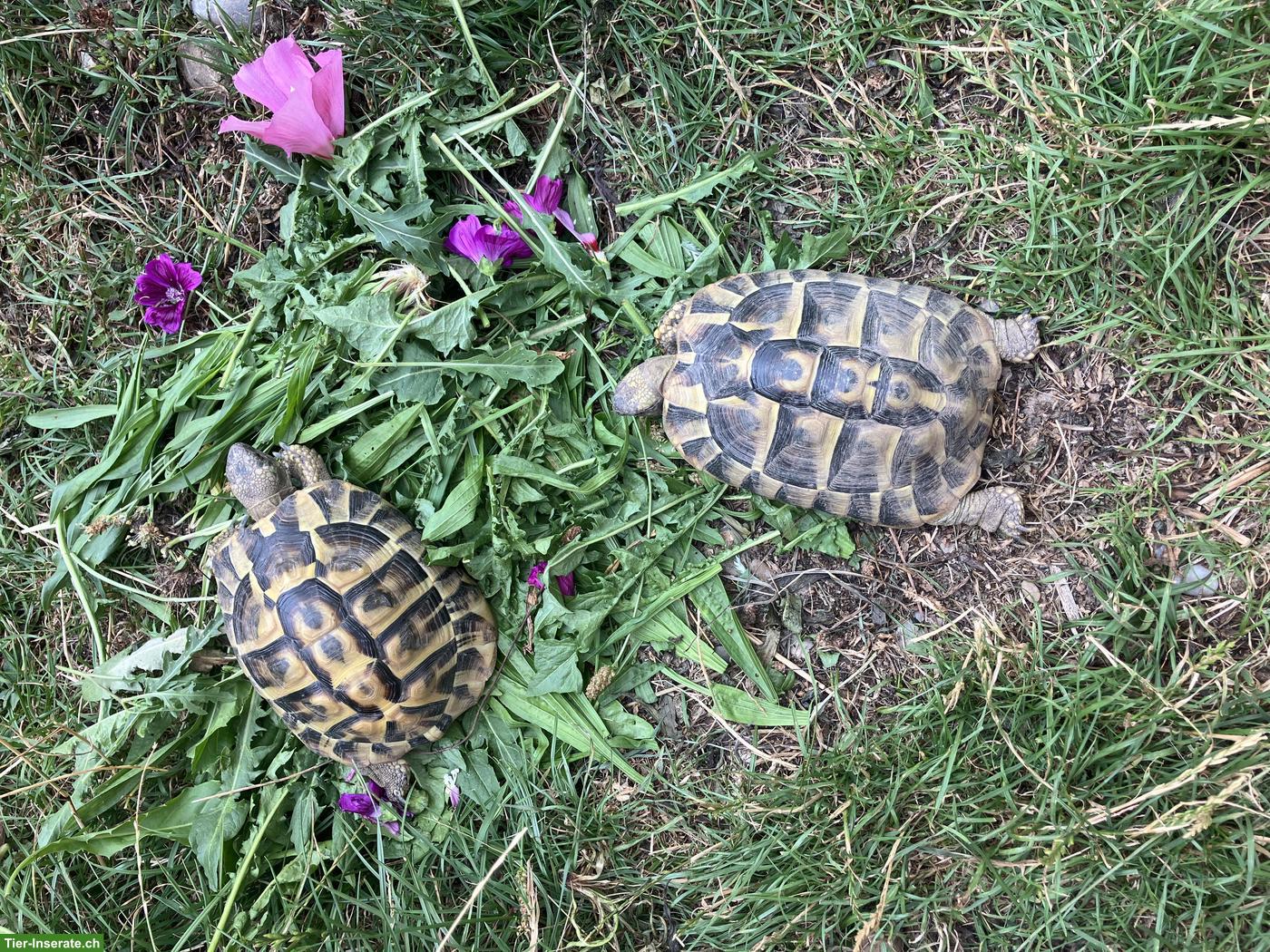 Bild 2: Griechische Landschildkröte THB, männlich