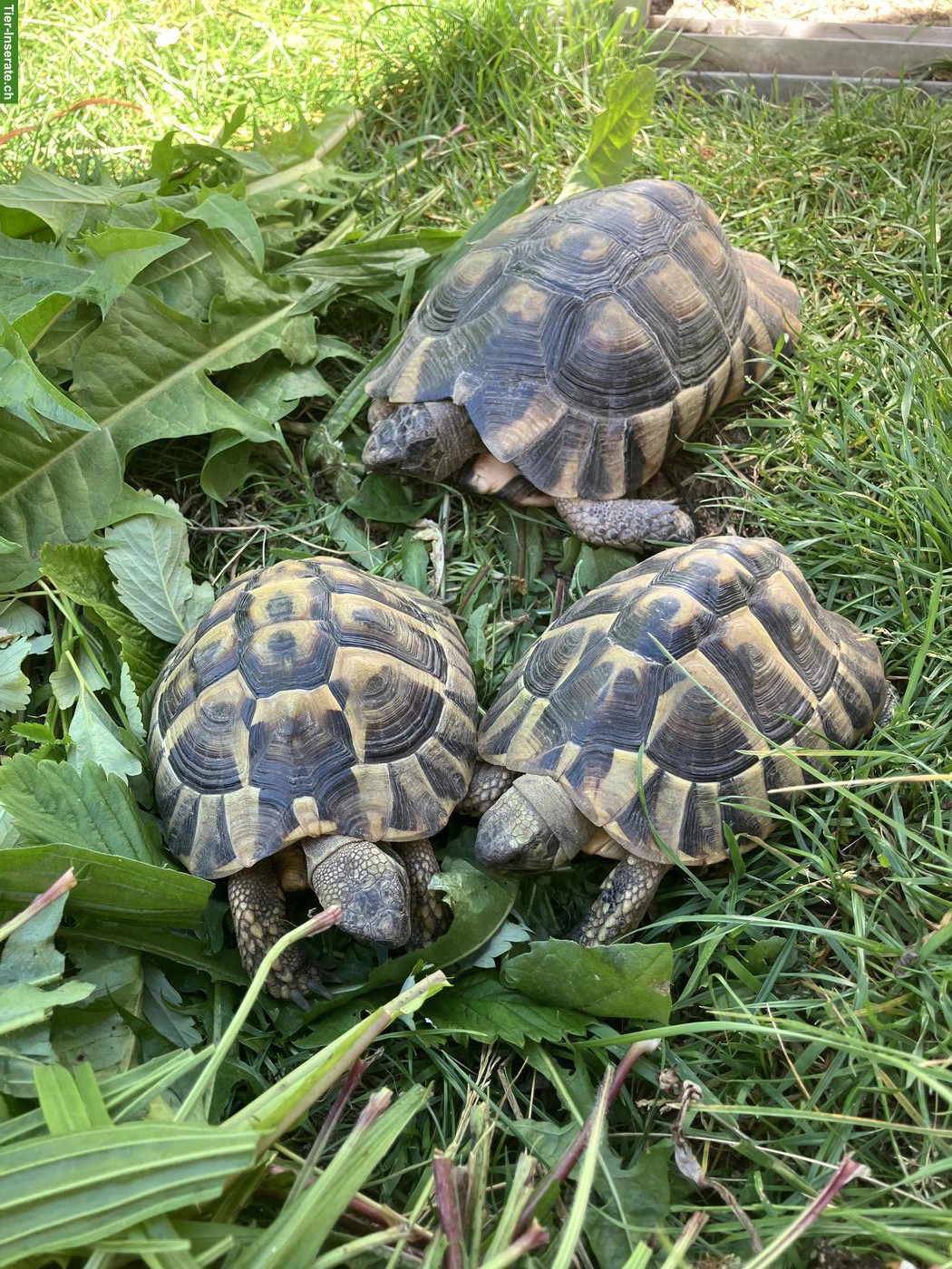 Bild 3: Griechische Landschildkröte THB, männlich