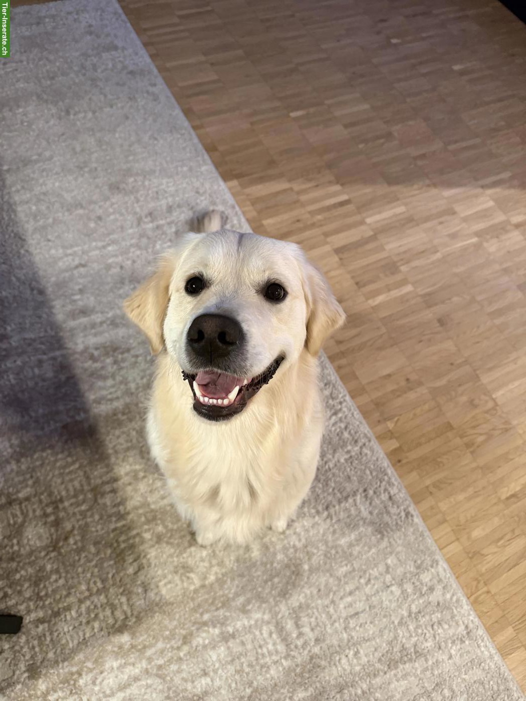 Lieber 1-jähriger Golden Retriever sucht ein neues Zuhause