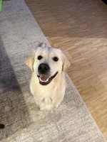 Lieber 1-jähriger Golden Retriever sucht ein neues Zuhause