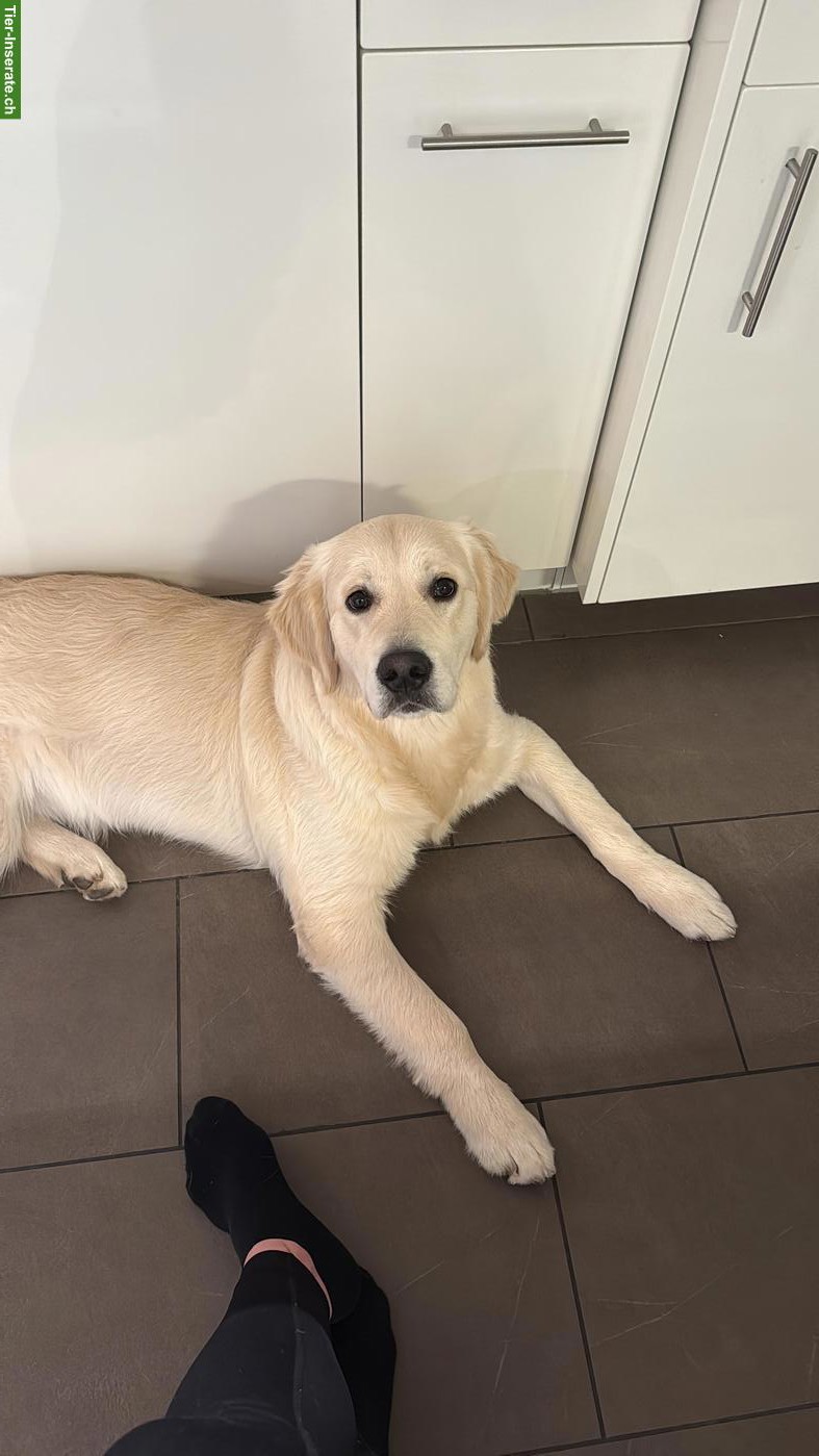 Bild 2: Lieber 1-jähriger Golden Retriever sucht ein neues Zuhause