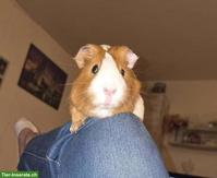 Meerschweinchen Zuchtbock Hamtaro