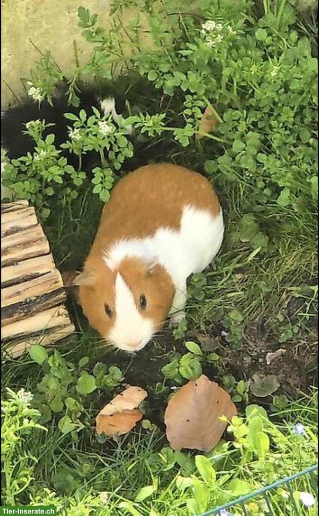 Bild 2: Meerschweinchen Zuchtbock Hamtaro