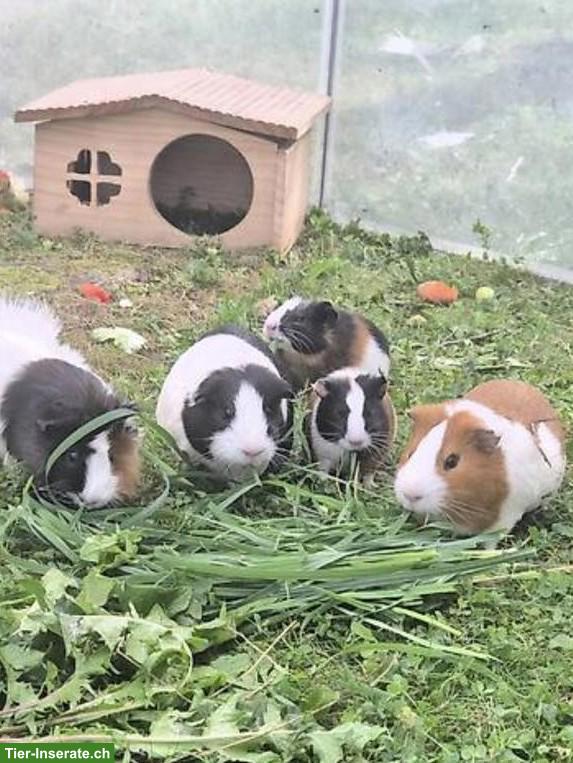 Bild 3: Meerschweinchen Zuchtbock Hamtaro