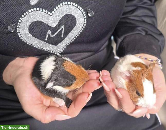 Bild 4: Meerschweinchen Zuchtbock Hamtaro