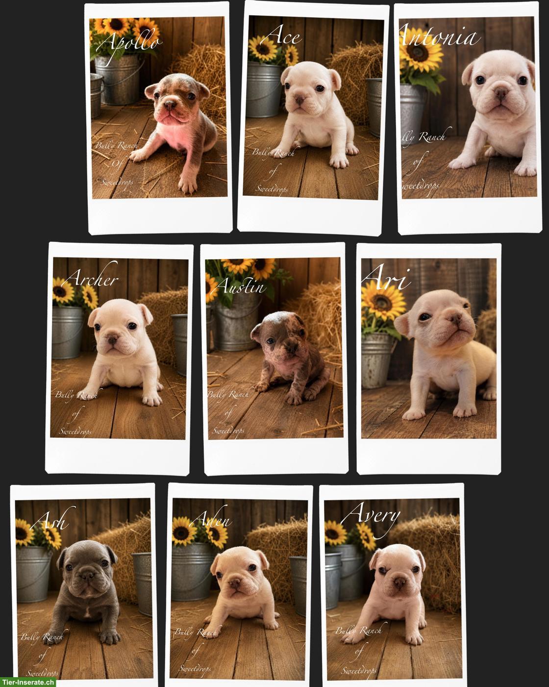 Französische Bulldogge Welpen mit Ahnentafel
