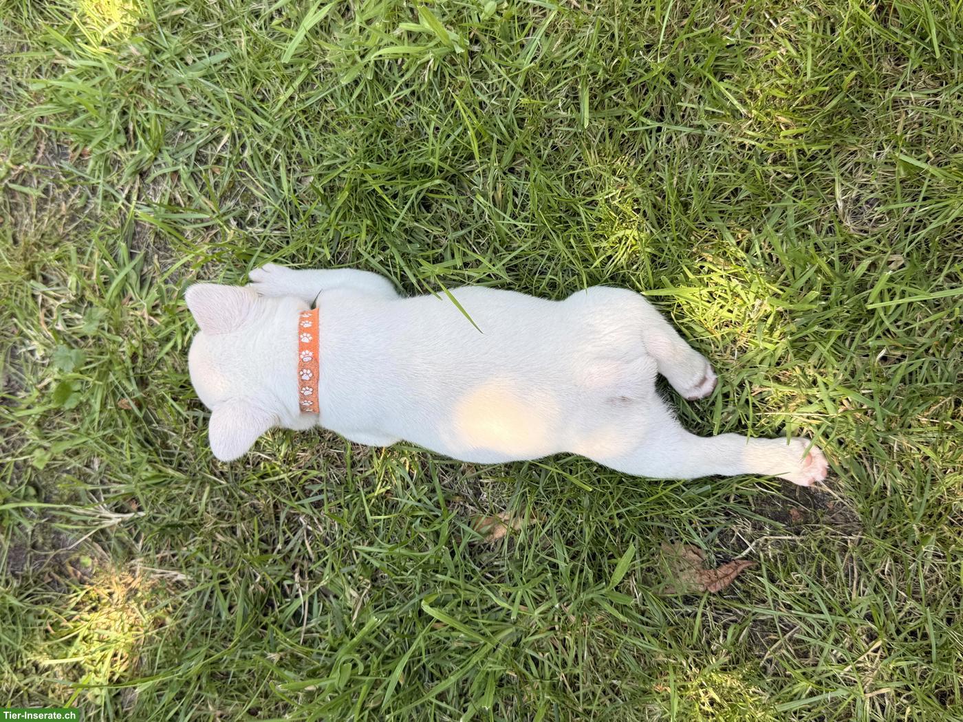 Bild 10: Französische Bulldogge Welpen mit Ahnentafel