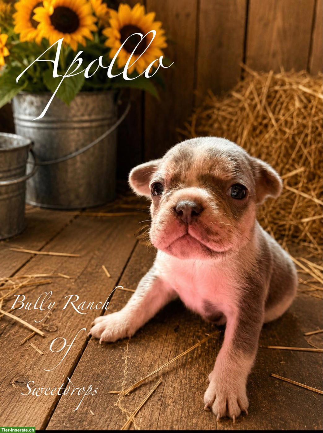 Bild 3: Französische Bulldogge Welpen mit Ahnentafel