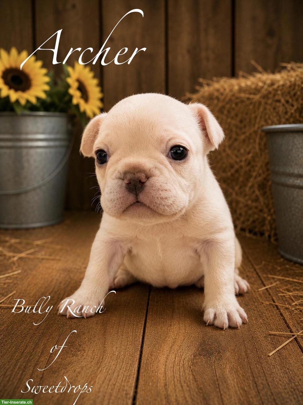 Bild 5: Französische Bulldogge Welpen mit Ahnentafel