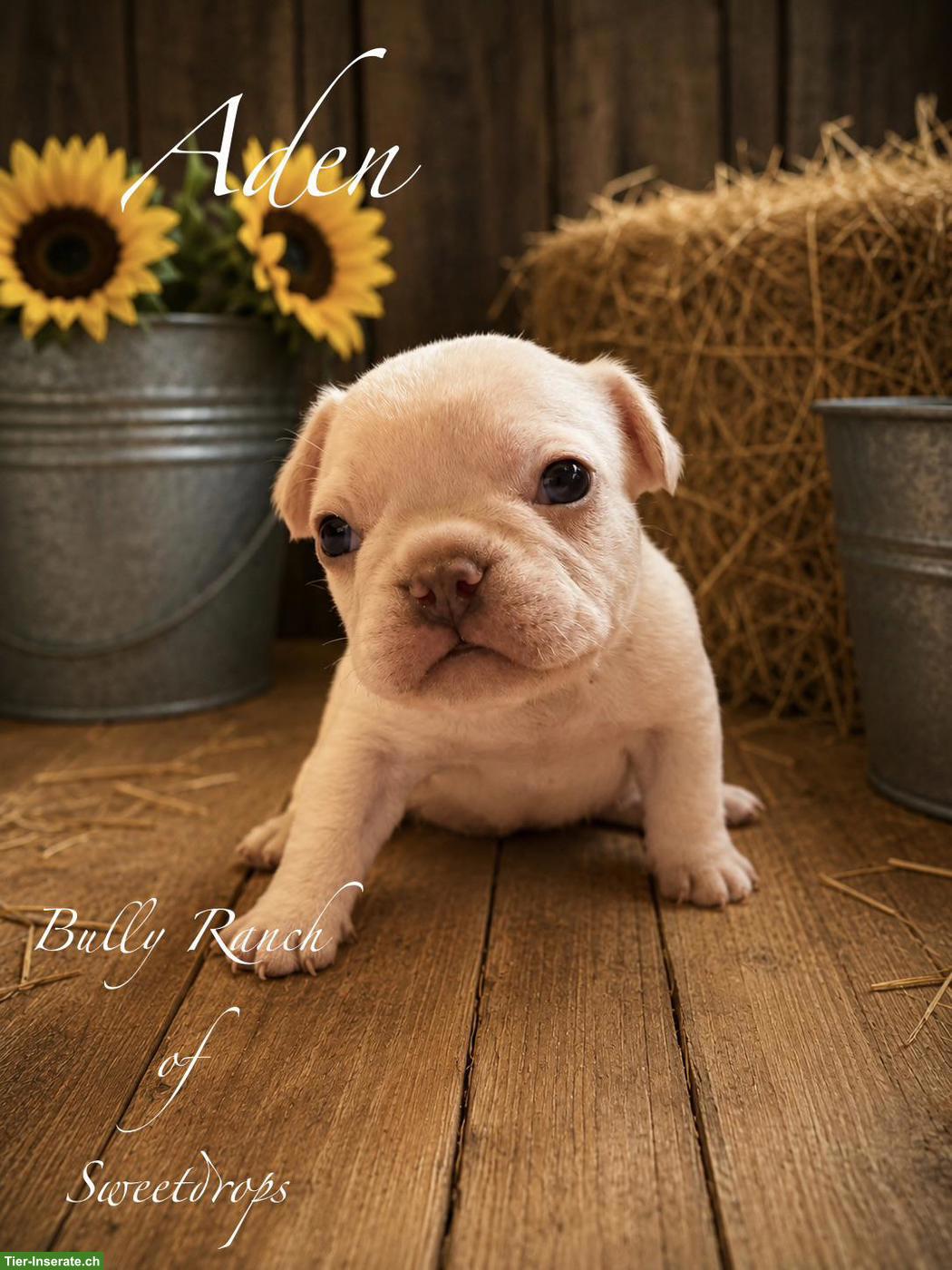 Bild 6: Französische Bulldogge Welpen mit Ahnentafel