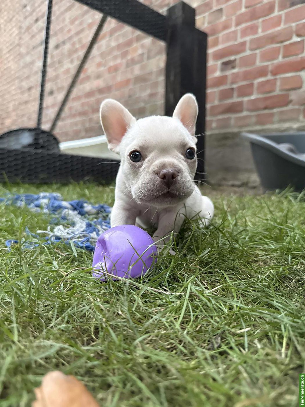 Bild 8: Französische Bulldogge Welpen mit Ahnentafel