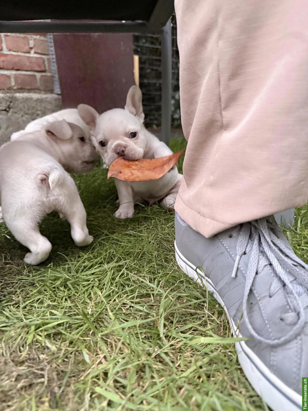 Bild 9: Französische Bulldogge Welpen mit Ahnentafel