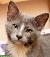 Liebevolle Katzenbetreuung in Brugg und Umgebung