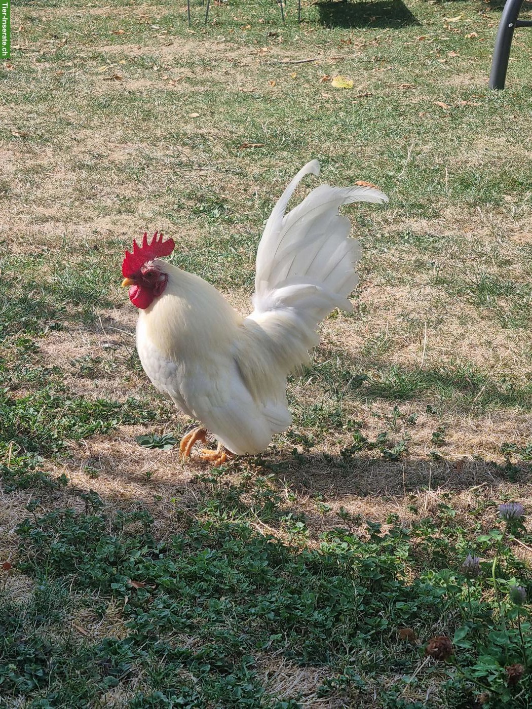 Bild 2: Serama Güggel/Hahn, weiss