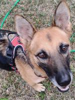 Schäferhund Mix Hündin Jara sucht ihr eigenes Zuhause