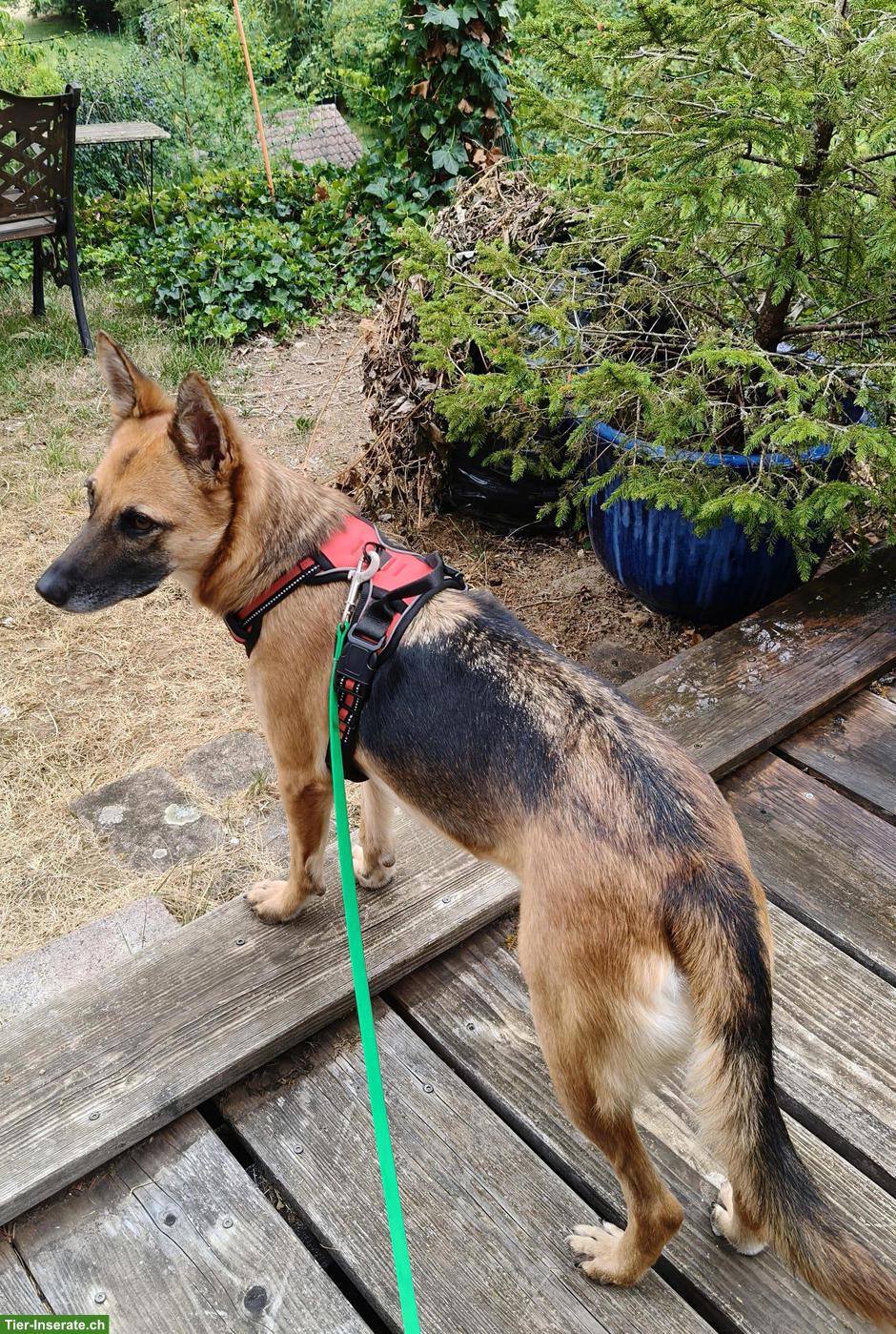 Bild 2: Schäferhund Mix Hündin Jara sucht ihr eigenes Zuhause