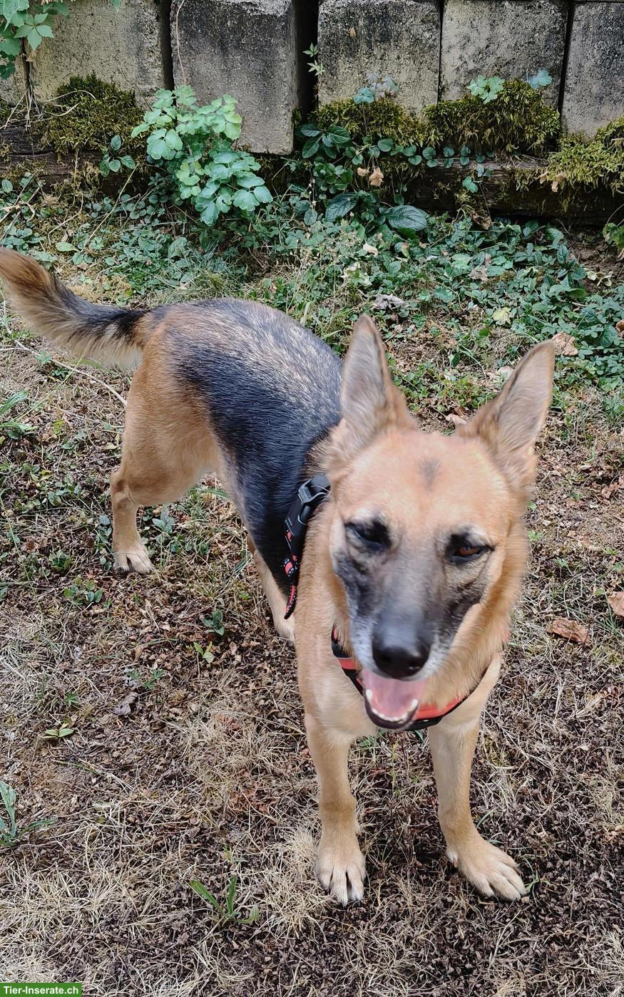 Bild 3: Schäferhund Mix Hündin Jara sucht ihr eigenes Zuhause