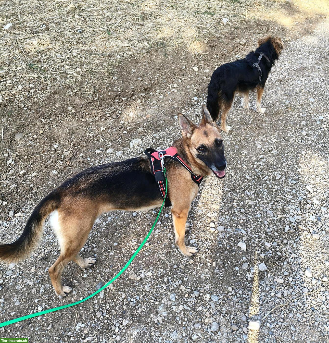 Bild 4: Schäferhund Mix Hündin Jara sucht ihr eigenes Zuhause