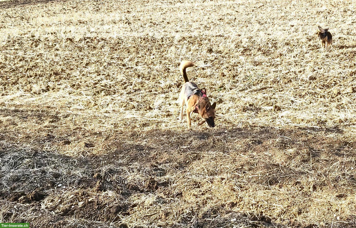 Bild 5: Schäferhund Mix Hündin Jara sucht ihr eigenes Zuhause