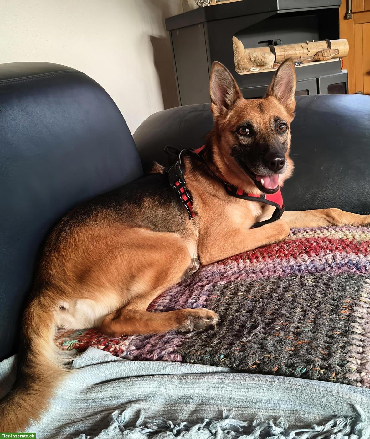Bild 6: Schäferhund Mix Hündin Jara sucht ihr eigenes Zuhause