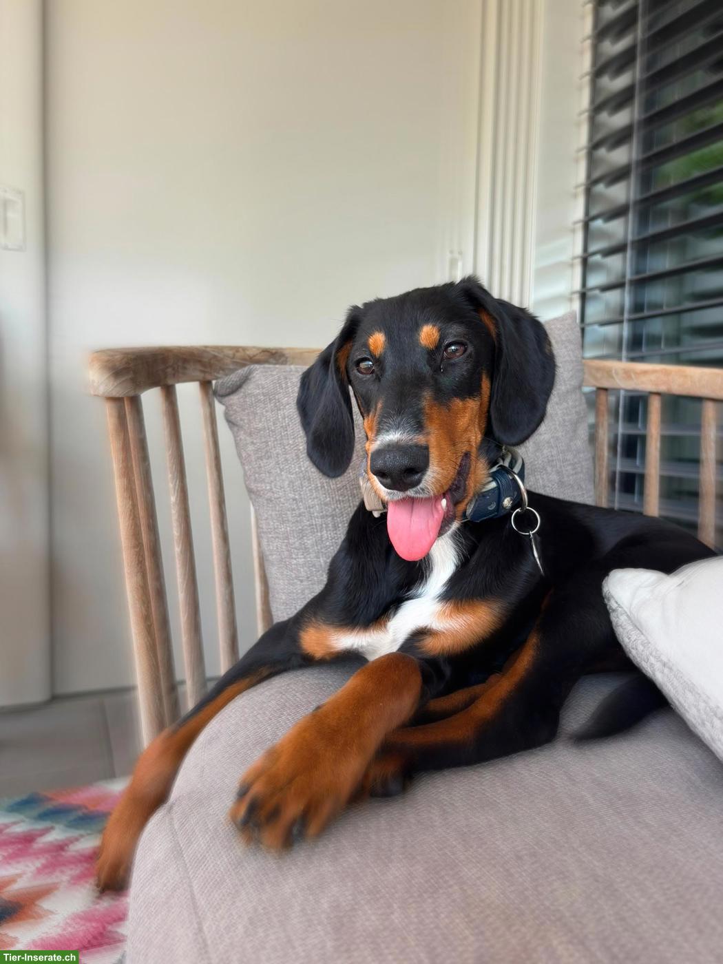 Kleine Hündin Phoebe braucht ein Zuhause