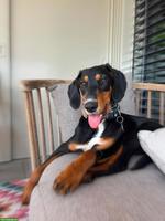 Kleine Hündin Phoebe braucht ein Zuhause