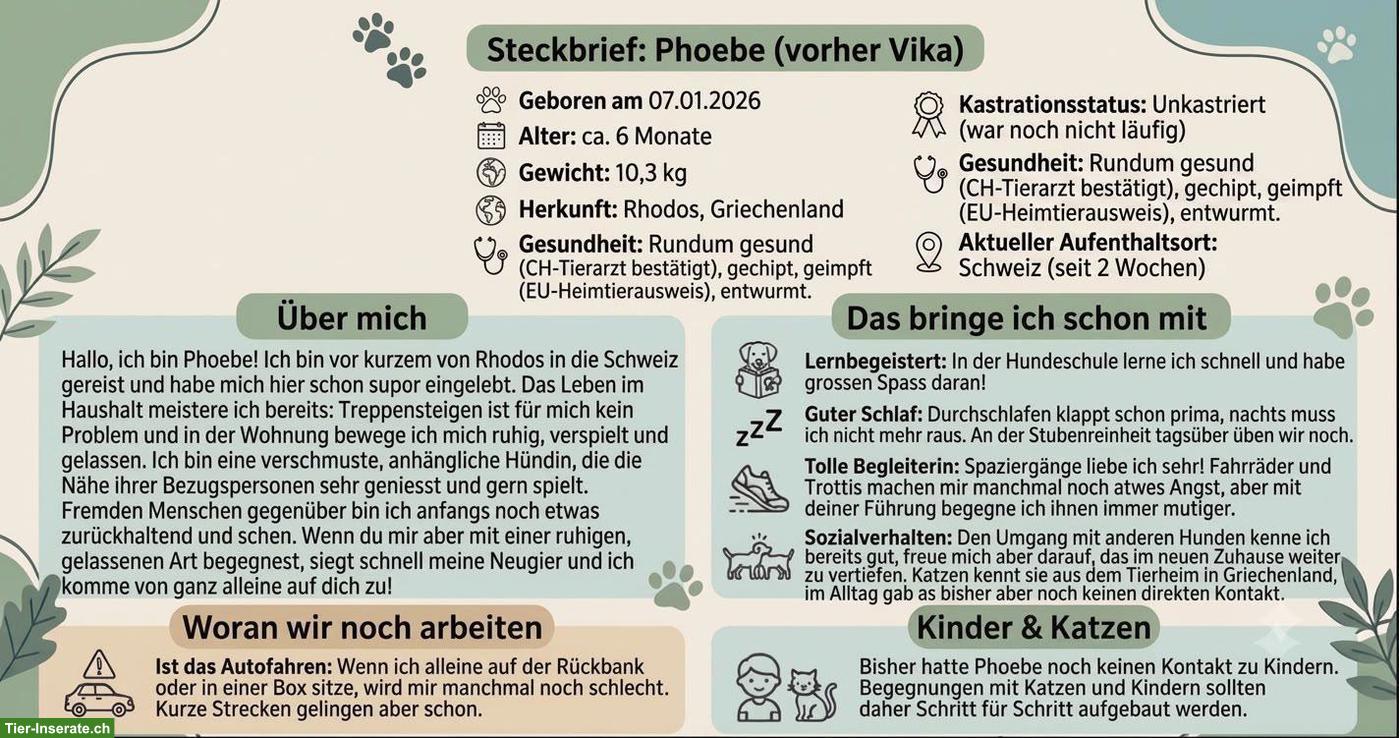 Bild 2: Kleine Hündin Phoebe braucht ein Zuhause