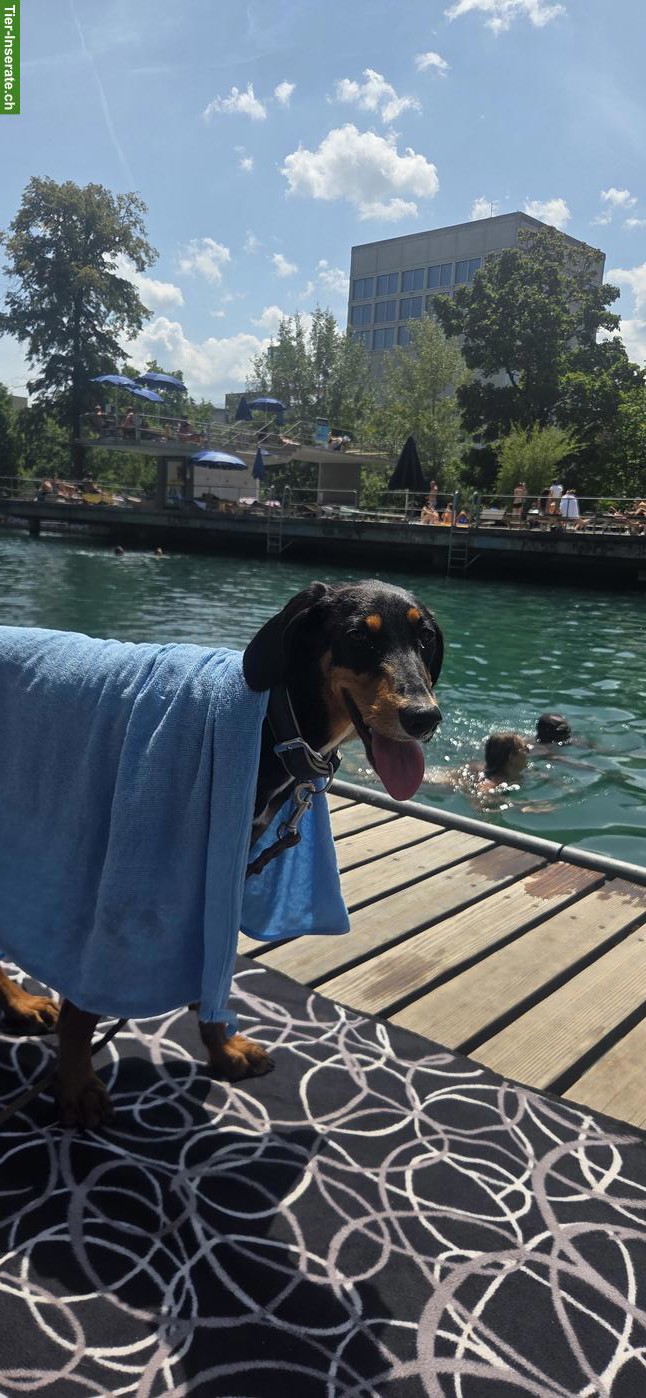 Bild 3: Kleine Hündin Phoebe braucht ein Zuhause
