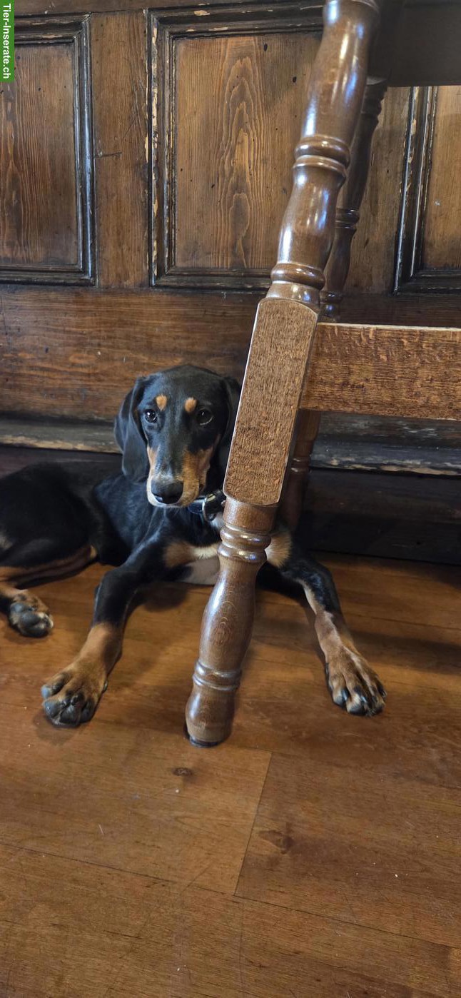 Bild 4: Kleine Hündin Phoebe braucht ein Zuhause