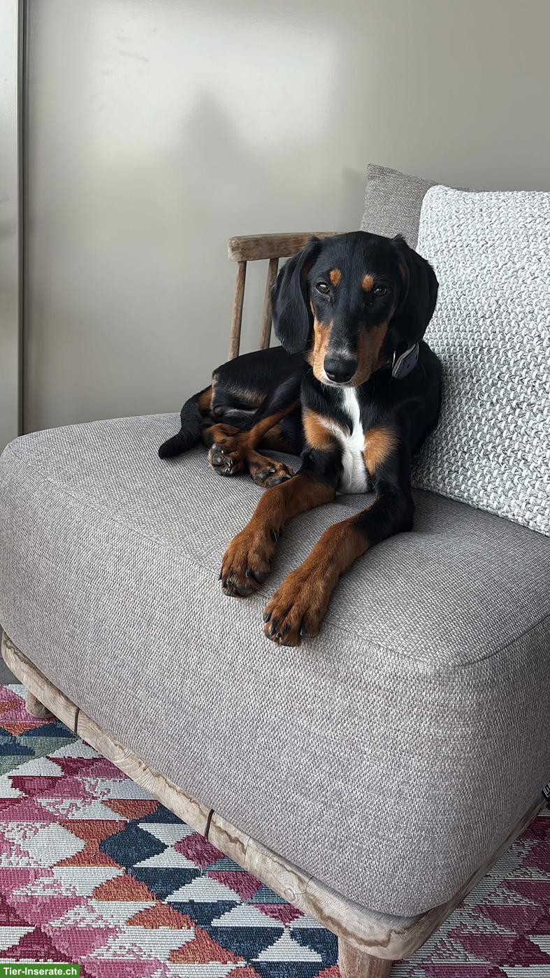 Bild 5: Kleine Hündin Phoebe braucht ein Zuhause