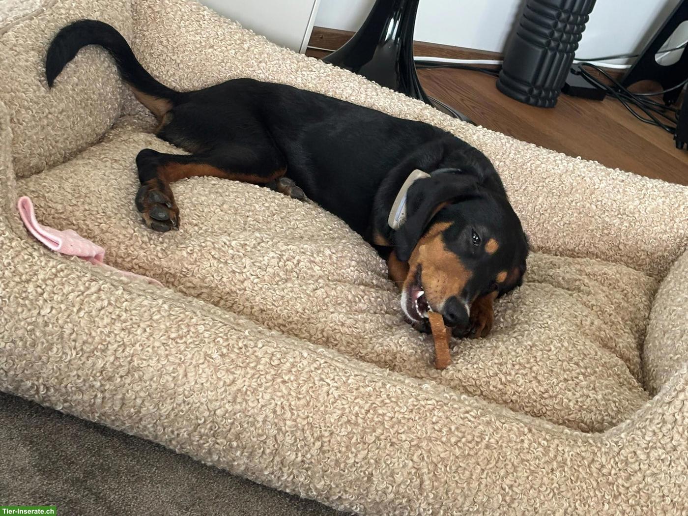 Bild 8: Kleine Hündin Phoebe braucht ein Zuhause