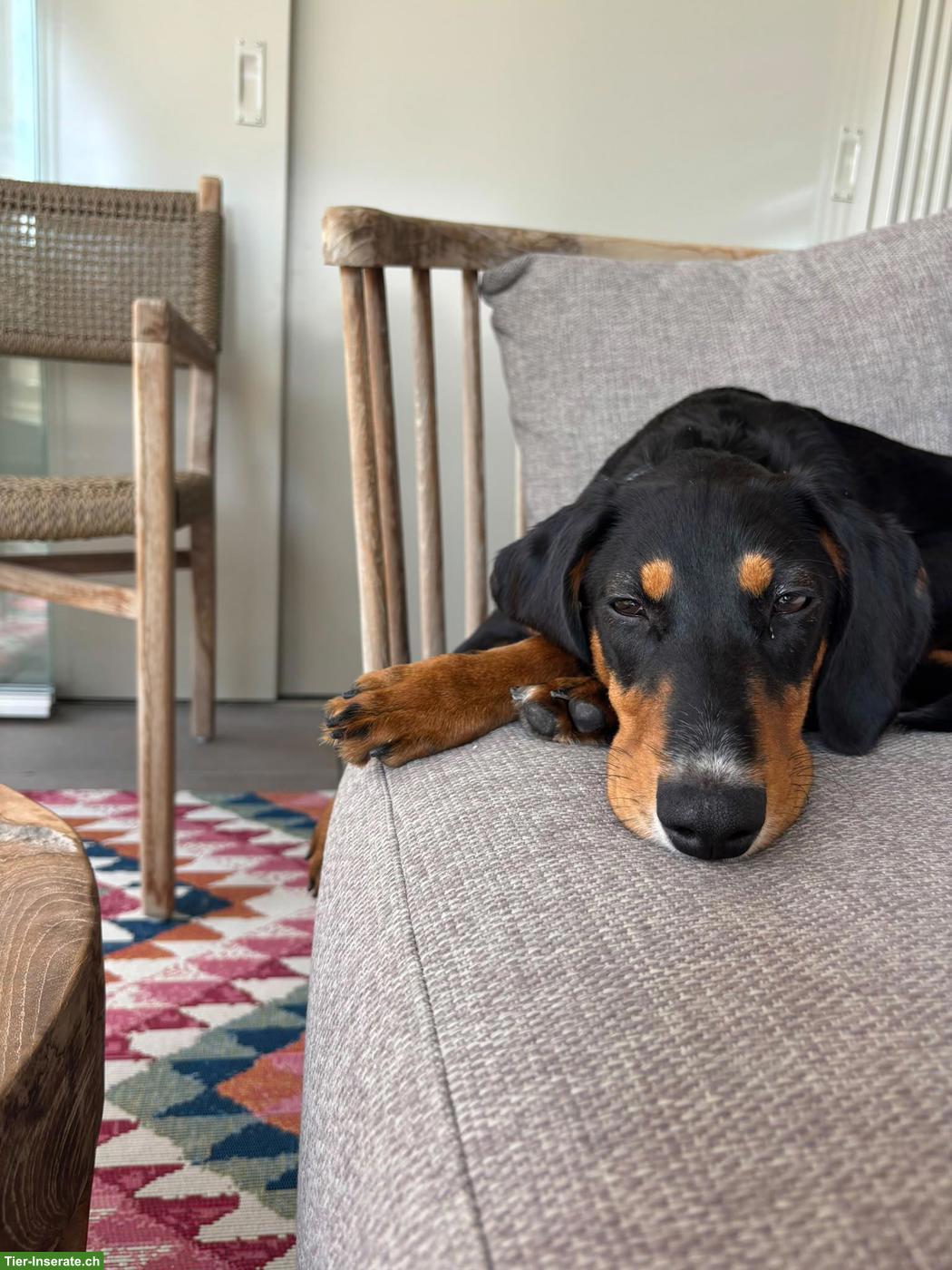 Bild 9: Kleine Hündin Phoebe braucht ein Zuhause